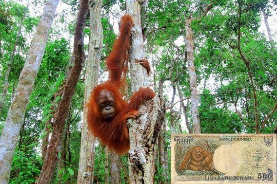 http://cdn.idntimes.com/content-images/post/20151224/orang-utan-70619f5e51a433d4bbcccbb461313068.jpg