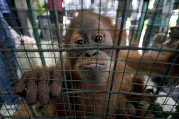 https://cdn.idntimes.com/content-images/post/20170505/orangutan-yang-disita-3-637b78c4b48b8f4796cbf667ba070474.jpg