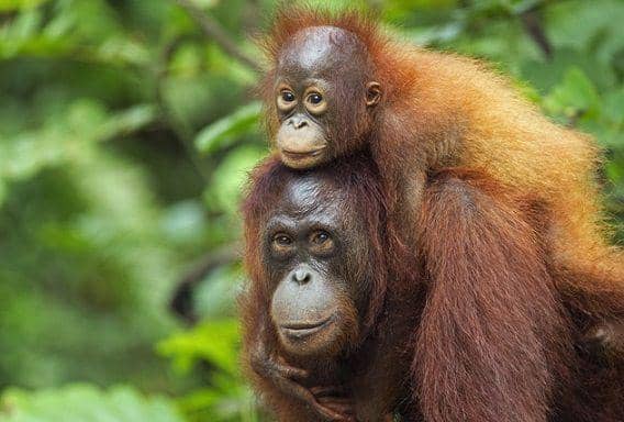 http://cdn.idntimes.com/content-images/post/20151027/orangutan.jpg