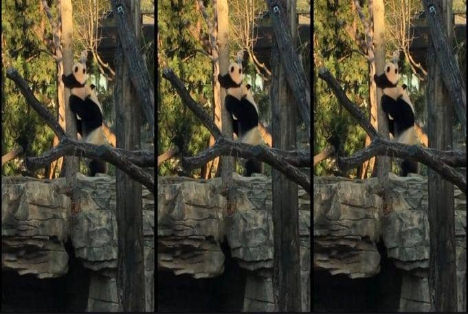 http://cdn.idntimes.com/content-images/post/20160210/panda-2-horz-e3e7d0f337a112c9c025e520c744c642.jpg