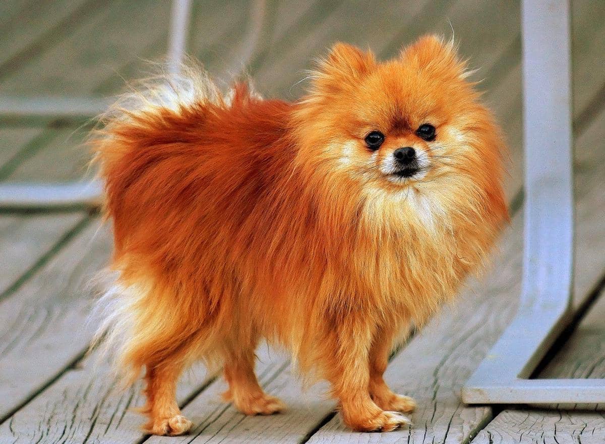http://cdn.idntimes.com/content-images/post/20160416/pomeranian-orange-sable-coco-b8190bccc05797ac65f364ac0dac3117.jpg