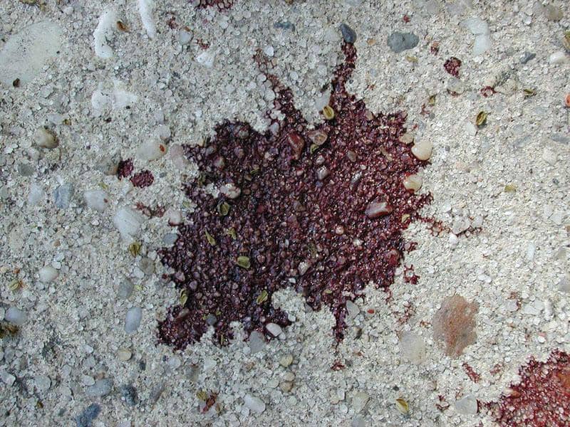 https://cdn.idntimes.com/content-images/post/20170331/remove-blood-stainsx-6a5f3c19a8115e60caa540b5a60efa7b.jpg