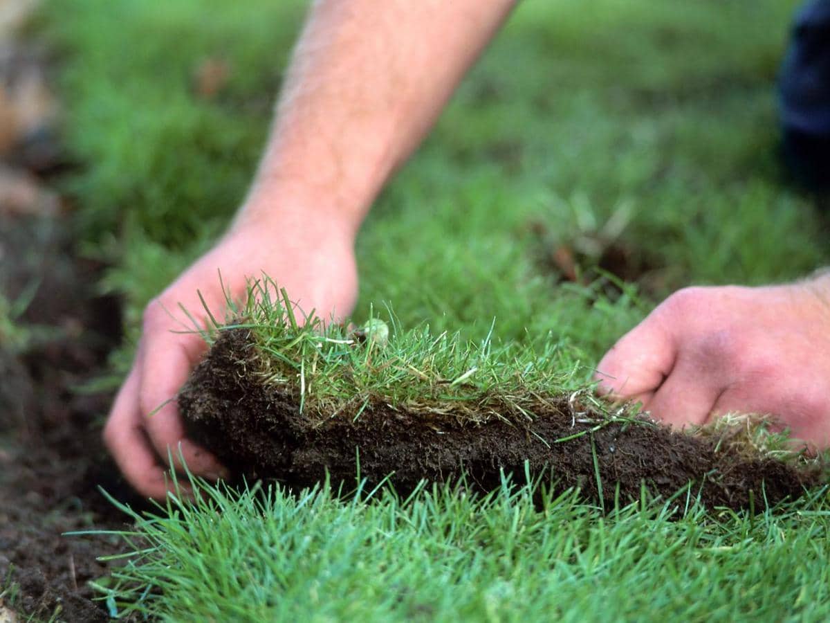 https://cdn.idntimes.com/content-images/post/20170331/rx-dk-lgc09903-replace-turf-s4x3jpgrendhgtvcom1280960-afa1e6adf77afddf1f627018b188d614.jpeg