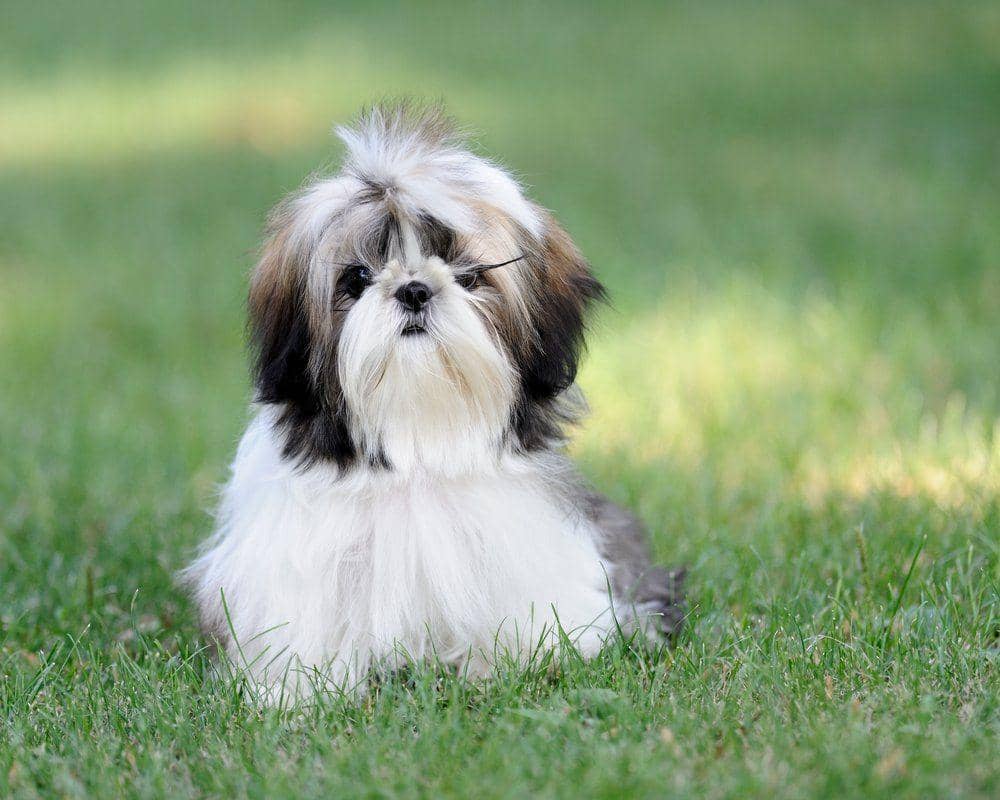 http://cdn.idntimes.com/content-images/post/20160416/shih-tzu-02-15a48dbf64d24bc40f11e06c4ba57011.jpg