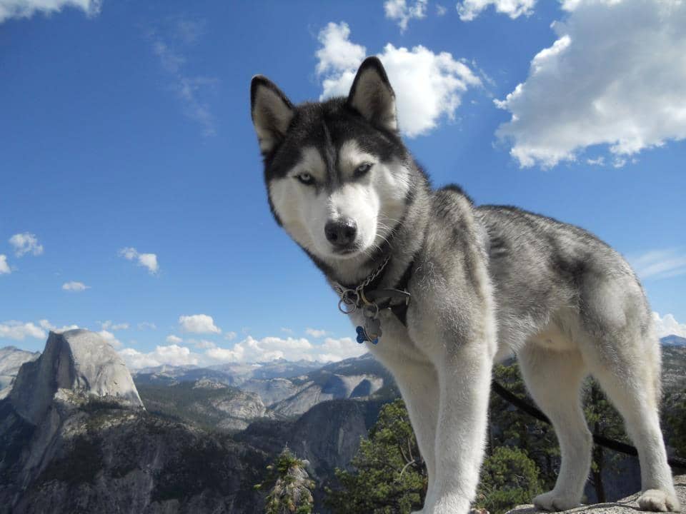 http://cdn.idntimes.com/content-images/post/20160416/siberian-husky-with-blue-eyes-b69de6ed7d28979fa6ddc8e3fcce4188.jpg