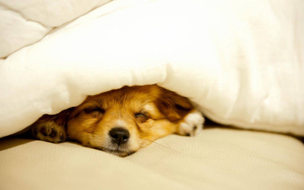 http://cdn.idntimes.com/content-images/post/20160808/sleeping-dog-wallpaper-f27ff41b590a9436c26cff57f7ba63df.jpg