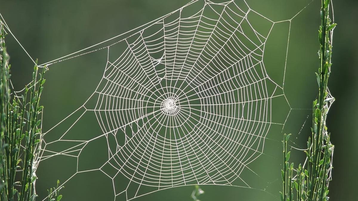 http://cdn.idntimes.com/content-images/post/20160820/spider-web-hd-1-01739efbbad197b3c056224f05386310.jpg