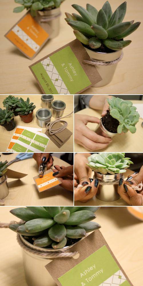 https://cdn.idntimes.com/content-images/post/20161018/succelent-wedding-favors-diy001-a48554a8a26f00ddcca9b504c055a0ec.jpg