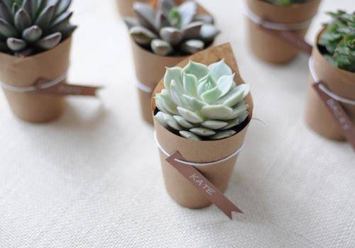 https://cdn.idntimes.com/content-images/post/20161018/succulent-wedding-favor-b2a790a6041c043c1640eb28244df2ca.jpg