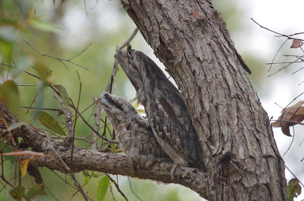 https://cdn.idntimes.com/content-images/post/20170212/tawny-frogmouth-0df281e01dd68d83d52a461e1a1ad196.jpg