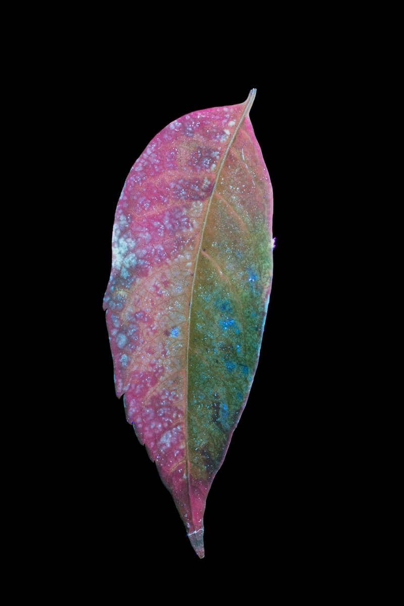 https://cdn.idntimes.com/content-images/post/20170324/unknown-leaf-1-s-6828dcb188be0d757fbc52e002b01833.jpg