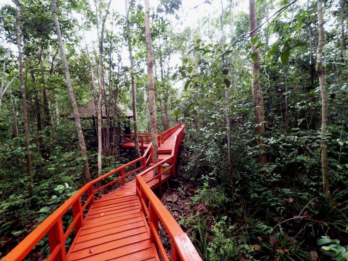 http://cdn.idntimes.com/content-images/post/20160112/wi-mongabay-hutan-palawang-4b2f0a26e00bc4615577749963e70abc.jpg
