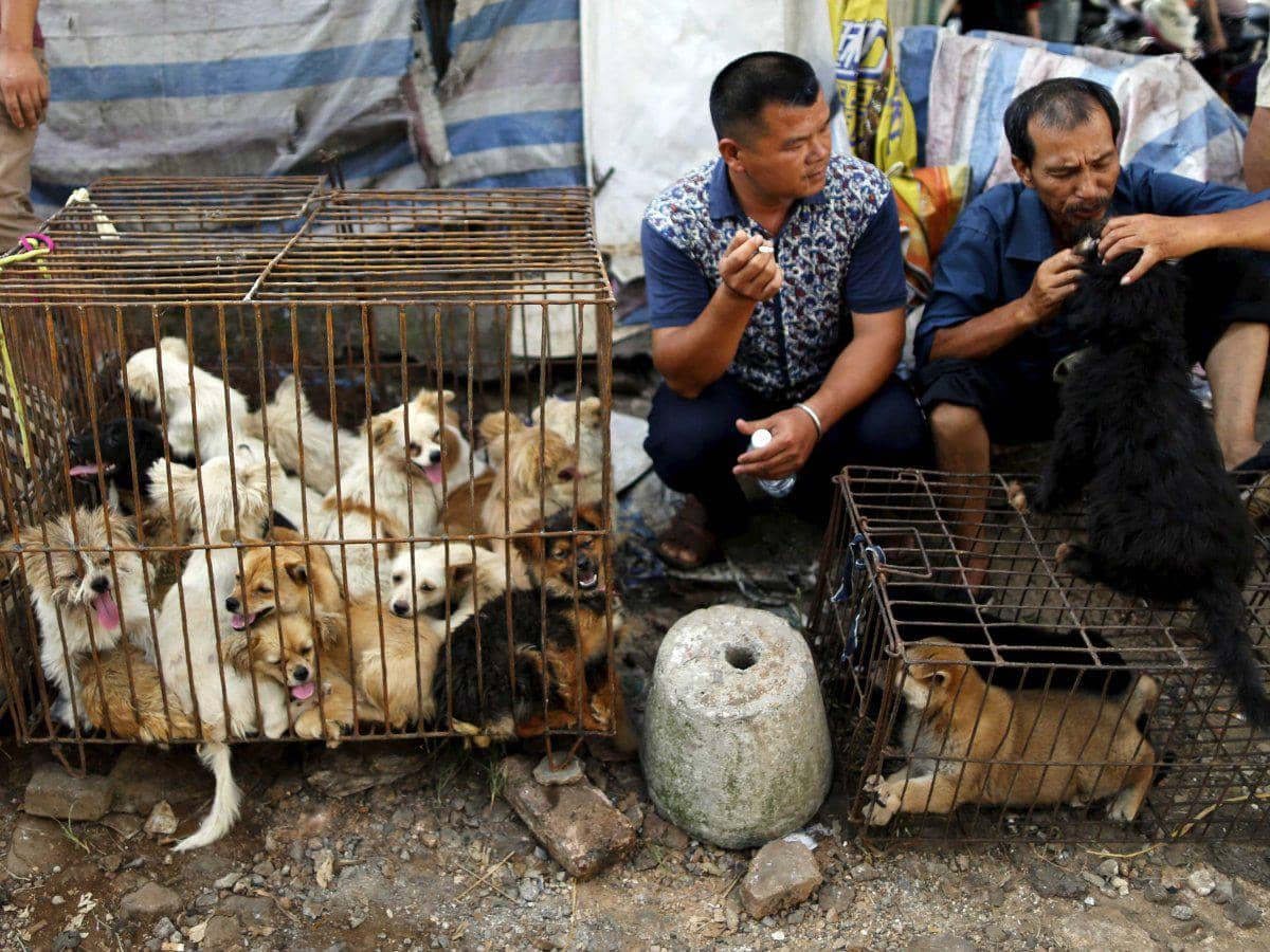https://cdn.idntimes.com/content-images/post/20170416/yulin-dog-meat-festival-2015-1-19789ea7d31721a618c67dfd16dd7c55.jpg