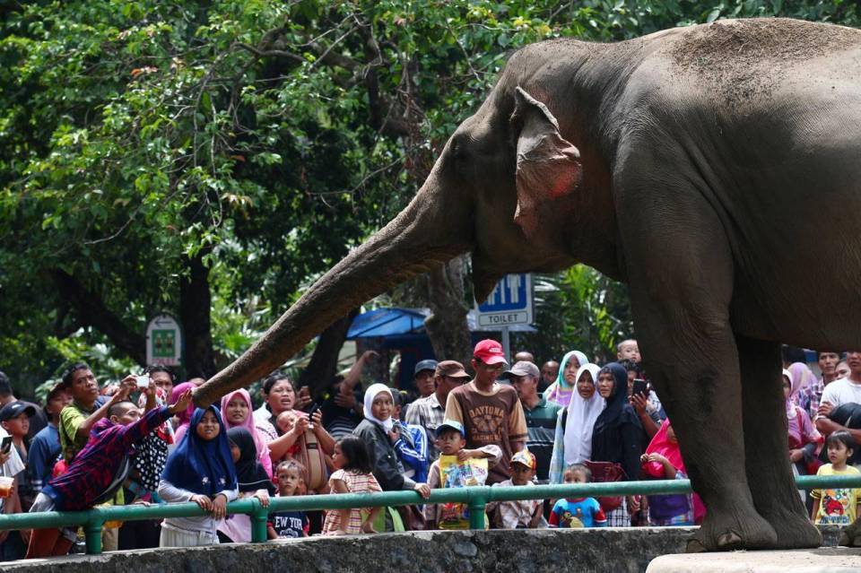 http://cdn.idntimes.com/content-images/post/20160813/zoo1-bd05cc76b2a807e223892b1ffaaa1f68.jpg