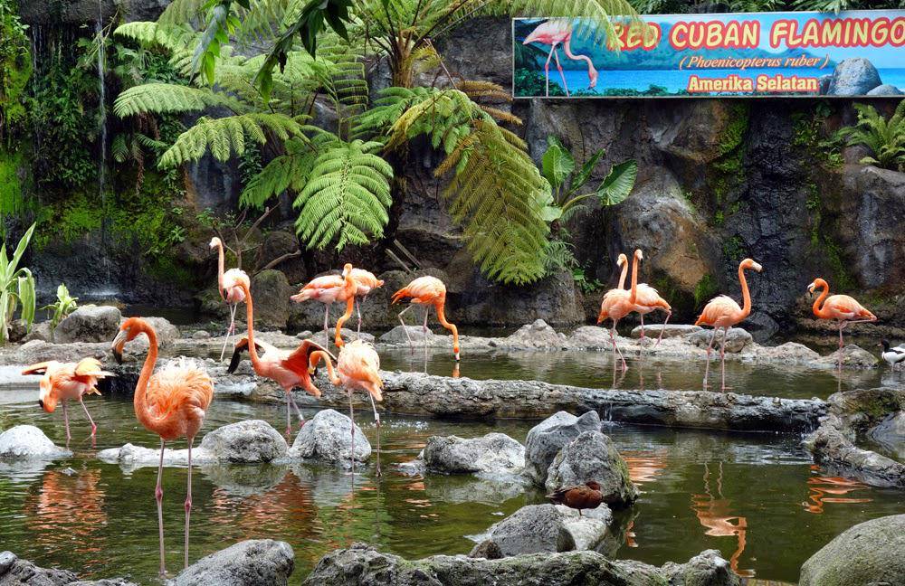 http://cdn.idntimes.com/content-images/post/20160813/zoo2-48b5a5fe19895db82915937a35f71862.jpg