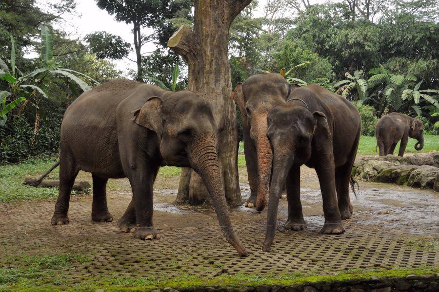 http://cdn.idntimes.com/content-images/post/20160813/zoo3-5cb54911a3f9a27e54a6f0e8a7ca43c8.jpg