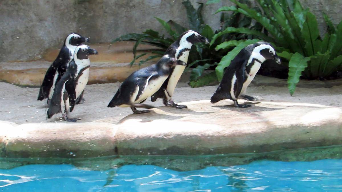 http://cdn.idntimes.com/content-images/post/20160813/zoo6-84f88e4e1cd318a506156fe323fa7202.jpg