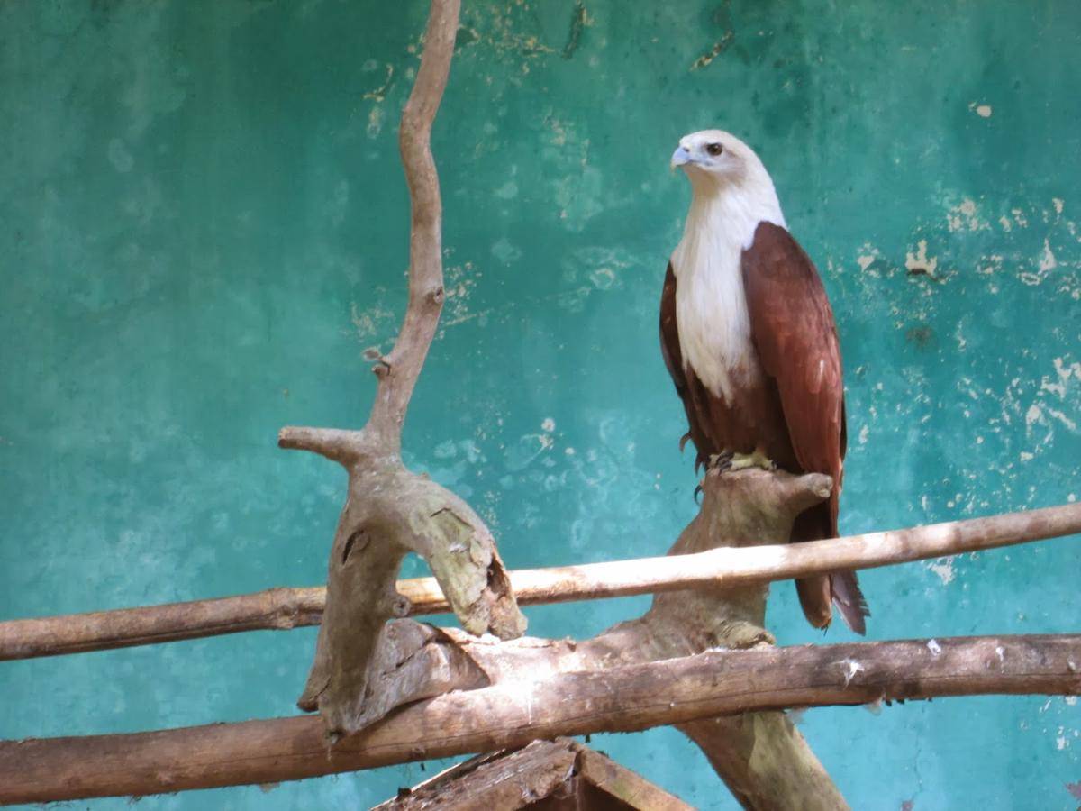 http://cdn.idntimes.com/content-images/post/20160813/zoo7-537ac75b1359aec427337fc385cd0f8b.JPG