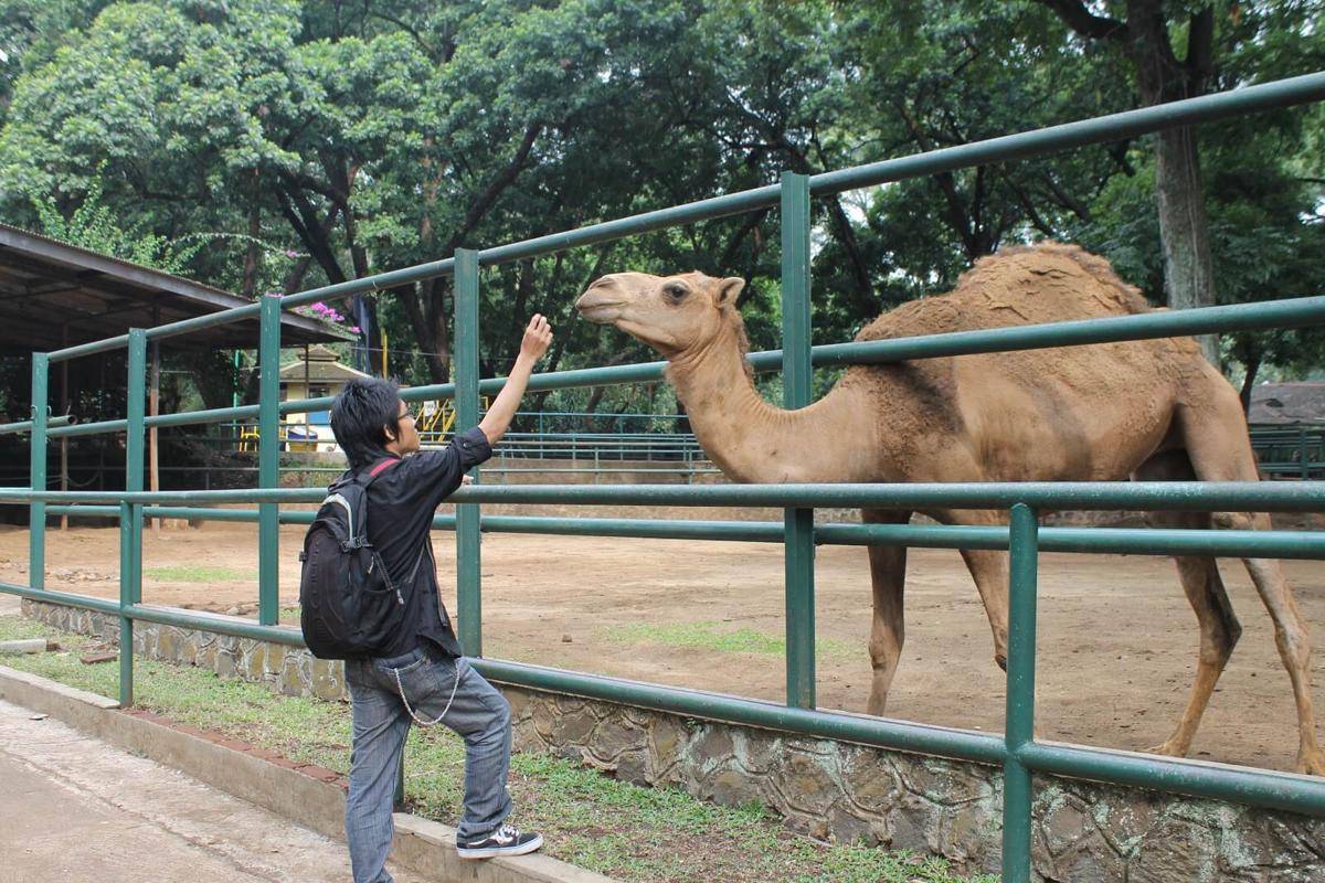 http://cdn.idntimes.com/content-images/post/20160813/zoo8-93ad66bbbd3ed7209a7c854606916b9b.jpg