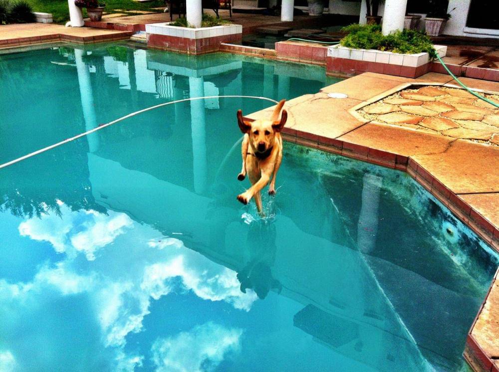 https://cdn.idntimes.com/content-images/post/20170608/431755-perfectly-timed-dog-photos-a-31-1000-cd51ba4441-1484633910-58a62ada578cc687c99cea619f9e1b22.jpg