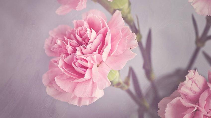 https://cdn.idntimes.com/content-images/post/20170816/carnation-99aaa66bee5f98e57e9819539a8f90c3.jpg