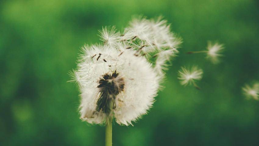 https://cdn.idntimes.com/content-images/post/20170816/dandelion-pexels-ebec45e9861484e22d46df05c056238a.jpg