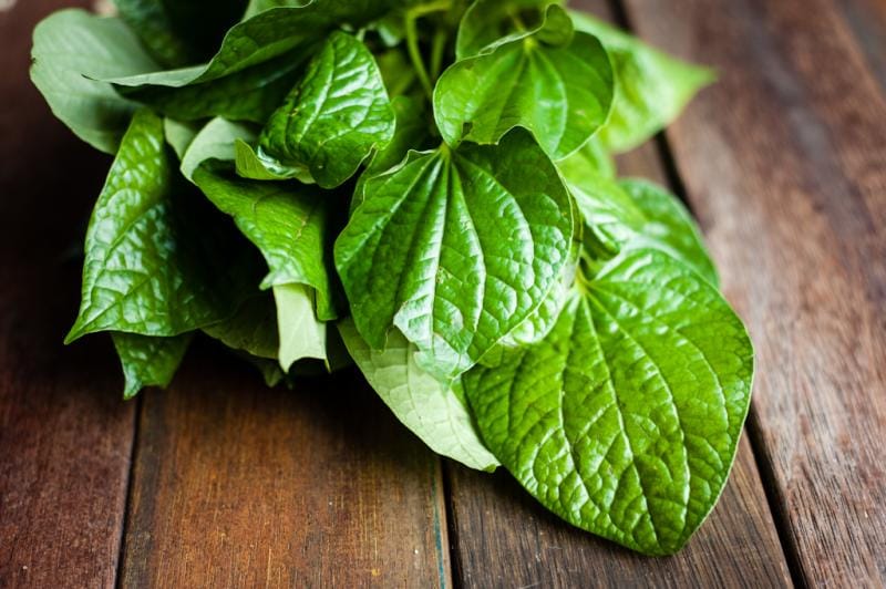 https://cdn.idntimes.com/content-images/post/20170607/daun-sirih-wwwricekitchencomau-86c1c840a11f77a00b8d8f15185f0f37.jpg