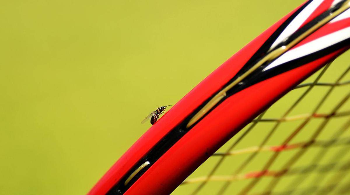 https://cdn.idntimes.com/content-images/post/20170706/flying-ants-wimbledon-lead-dd6c1e4ba11c0ebaff45c9639104ee41.jpg