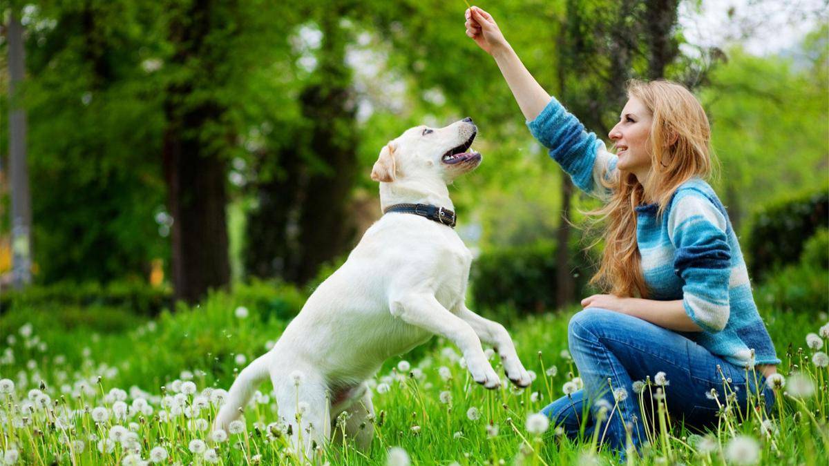 https://cdn.idntimes.com/content-images/post/20170704/fun-sports-to-teach-your-dog-to-play-1910332ba9e1cf837241b88aa40b67bc.jpg