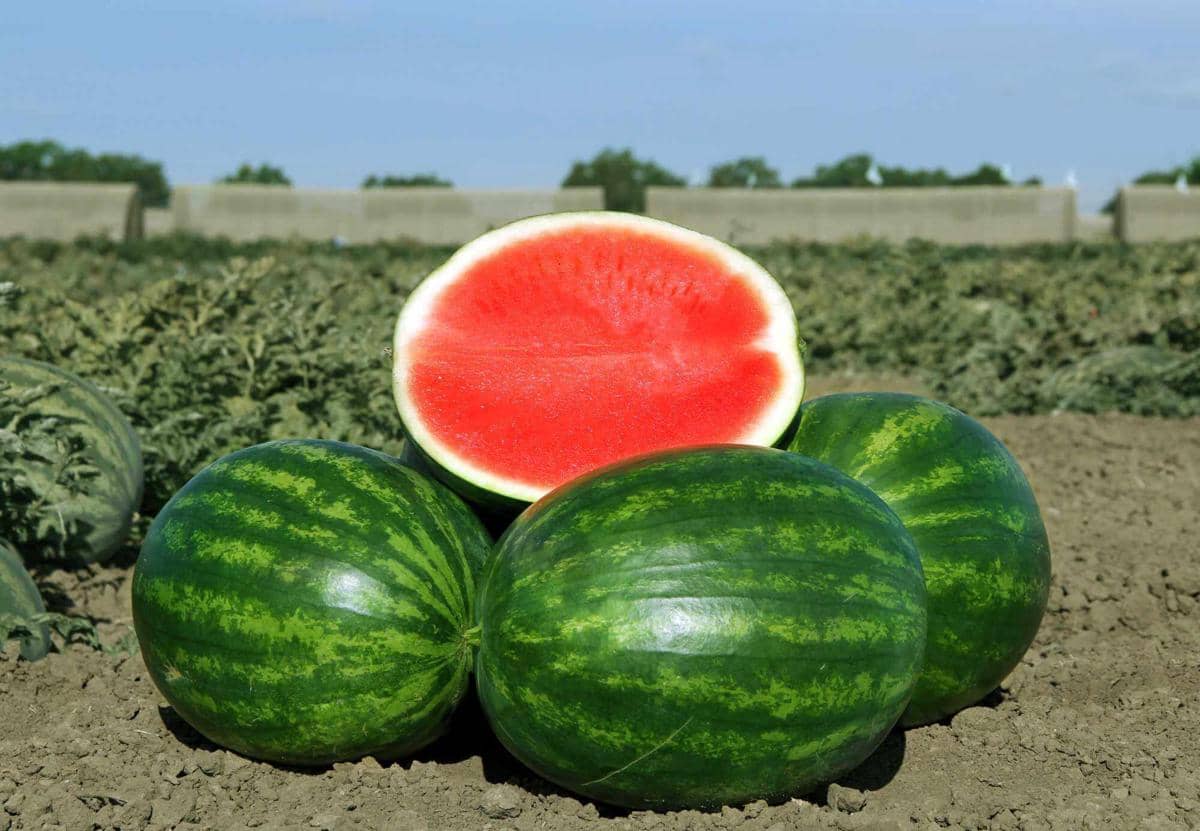 https://cdn.idntimes.com/content-images/post/20170607/harvested-watermelon-cd4d36df73a17698af614375ddc7047e.jpg