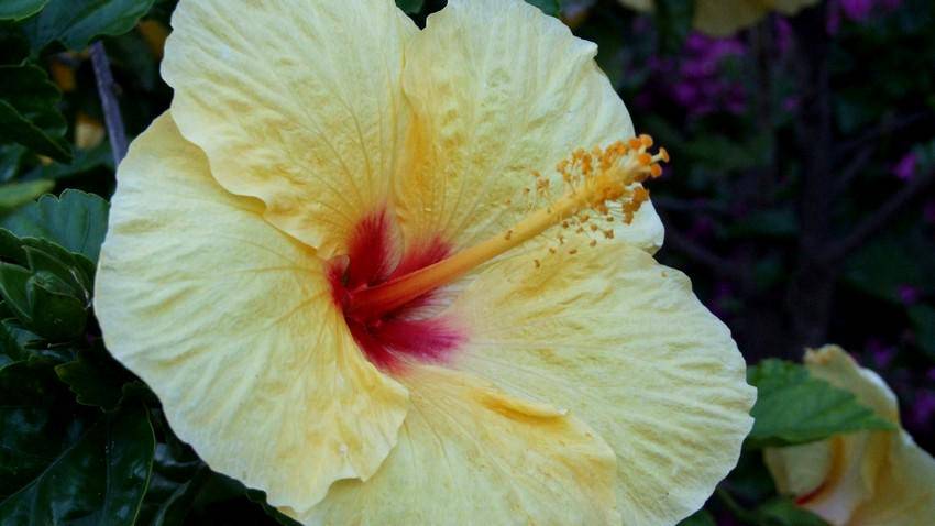 https://cdn.idntimes.com/content-images/post/20170816/hibiskus-wikimediaorg-62e048be498d2015702d08869dac508f.jpg