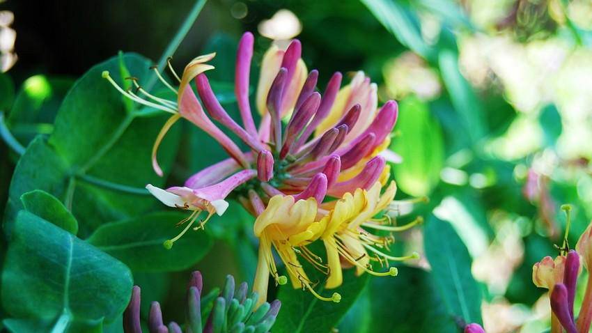 https://cdn.idntimes.com/content-images/post/20170816/honeysuckle-pexlescom-52539bba7e98cf156b735185ef7e6ab9.jpg