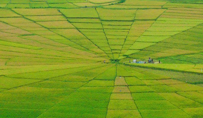 https://cdn.idntimes.com/content-images/post/20170807/komodo-island-crop-circle-rice-field-181c71d32c9c193e0aa8ad526fa96ff6.jpg