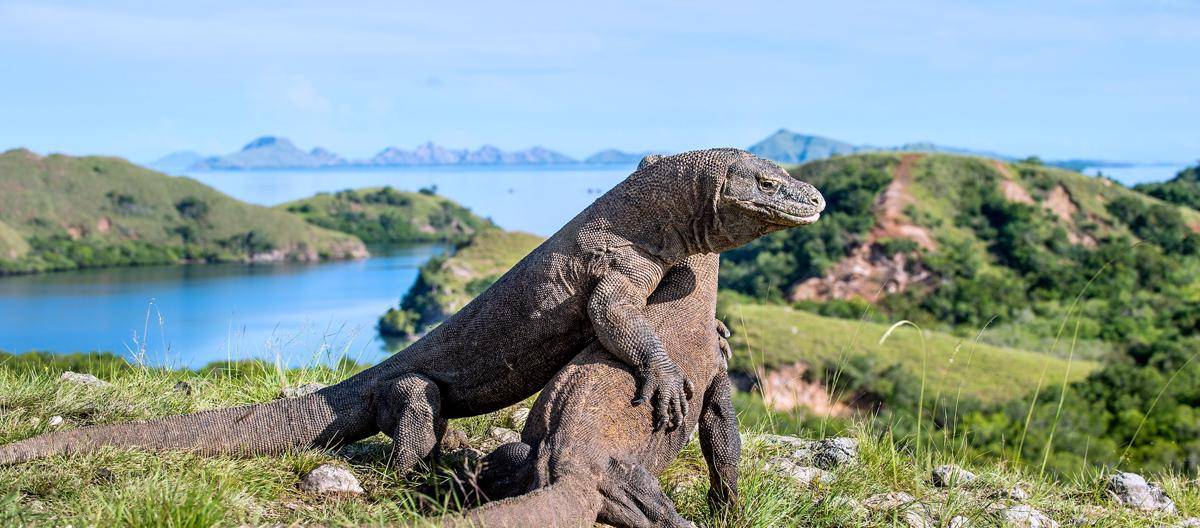 https://cdn.idntimes.com/content-images/post/20170717/komodo3-d83292ce882c318acd3969d2b6b9769d.jpg