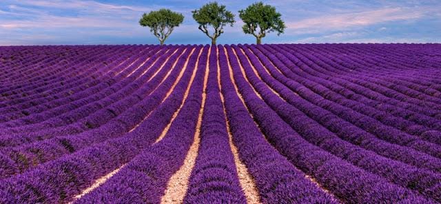 https://cdn.idntimes.com/content-images/post/20170730/ladang-bunga-lavender-di-valensole-prancis-selatan-82012b93454b117a6ba5c8f5fd019b81.jpeg