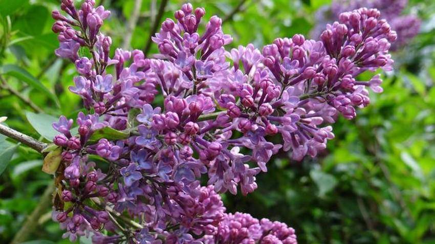 https://cdn.idntimes.com/content-images/post/20170816/lilac-free-images-496c7d418069d47403dea84ad8eb1ac2.jpg