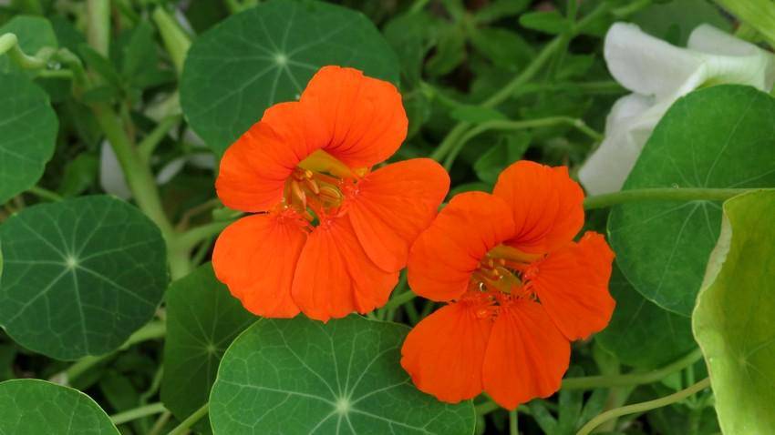 https://cdn.idntimes.com/content-images/post/20170816/nasturtium-peakpx-c1a584106d46f933c86ea1ec67297c3a.jpg