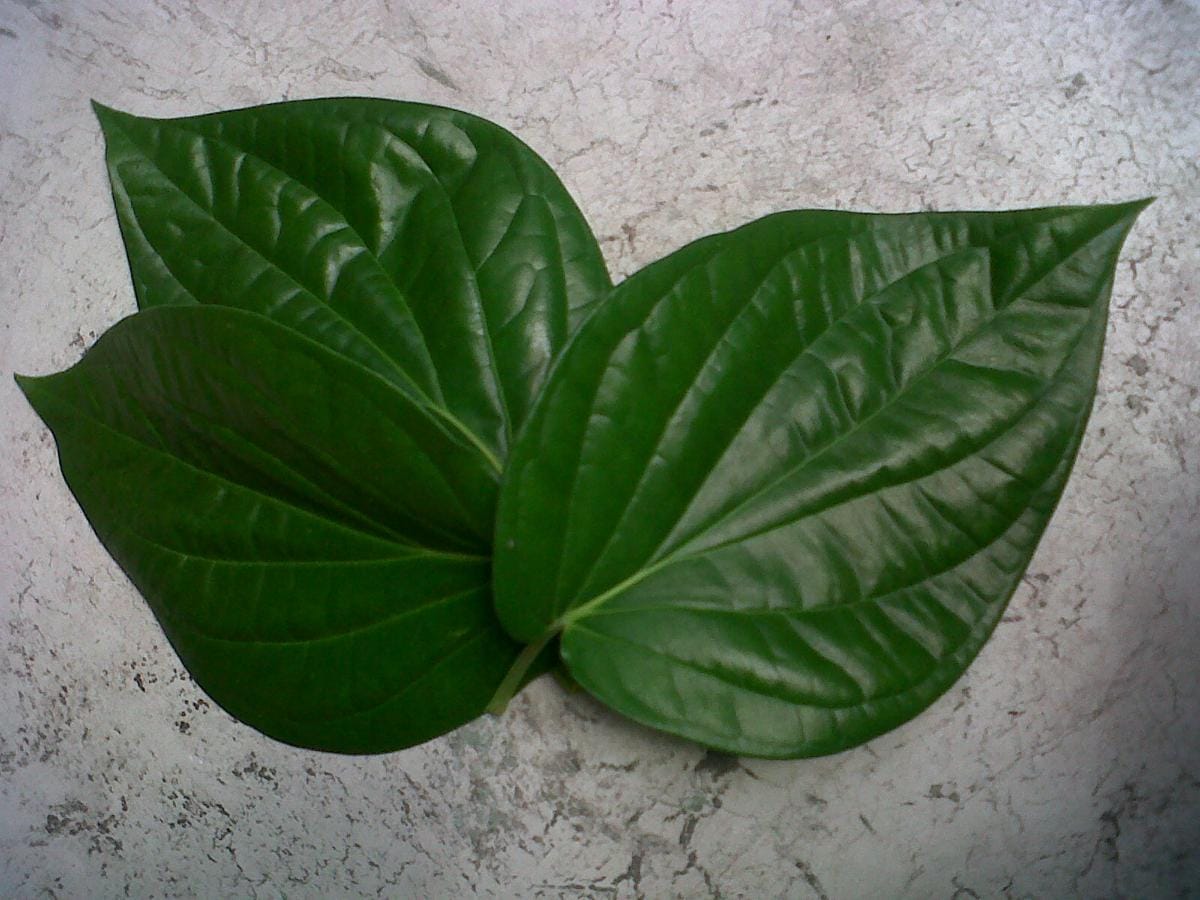 https://cdn.idntimes.com/content-images/post/20170607/pemanfaatan-daun-sirih-985668f7ffdb4dce2a866a91a825cf50.jpg