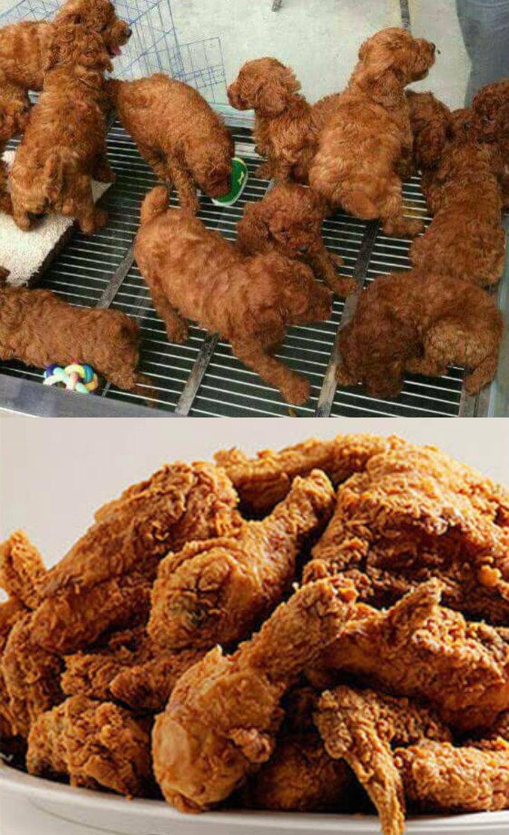 https://cdn.idntimes.com/content-images/post/20170524/puppies-like-chicken-3e4f3726cc366e2ac2f0f24238f0cba8.jpg