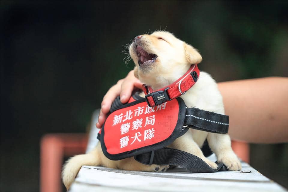 https://cdn.idntimes.com/content-images/post/20170613/puppy-3-fd68848b775d9e38e21e472c3df4d8fd.jpg