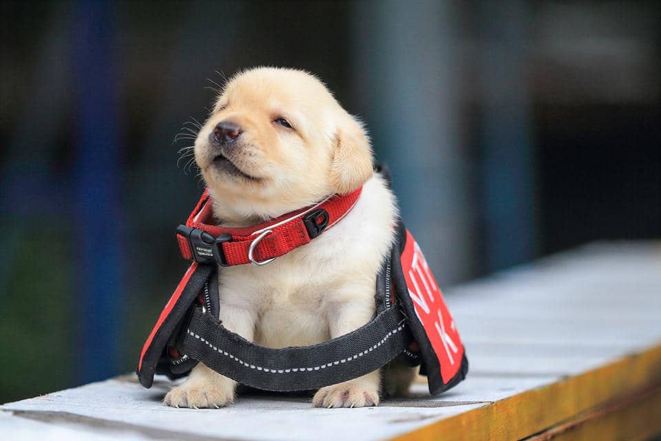 https://cdn.idntimes.com/content-images/post/20170613/puppy-6-b6d42052a35c7eb373492289649ae600.jpg