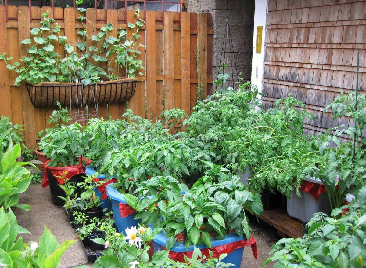 https://cdn.idntimes.com/content-images/post/20170614/small-space-vegetable-garden-ideas-1-dd579e44a30ce7bc92950613417e681e.jpg