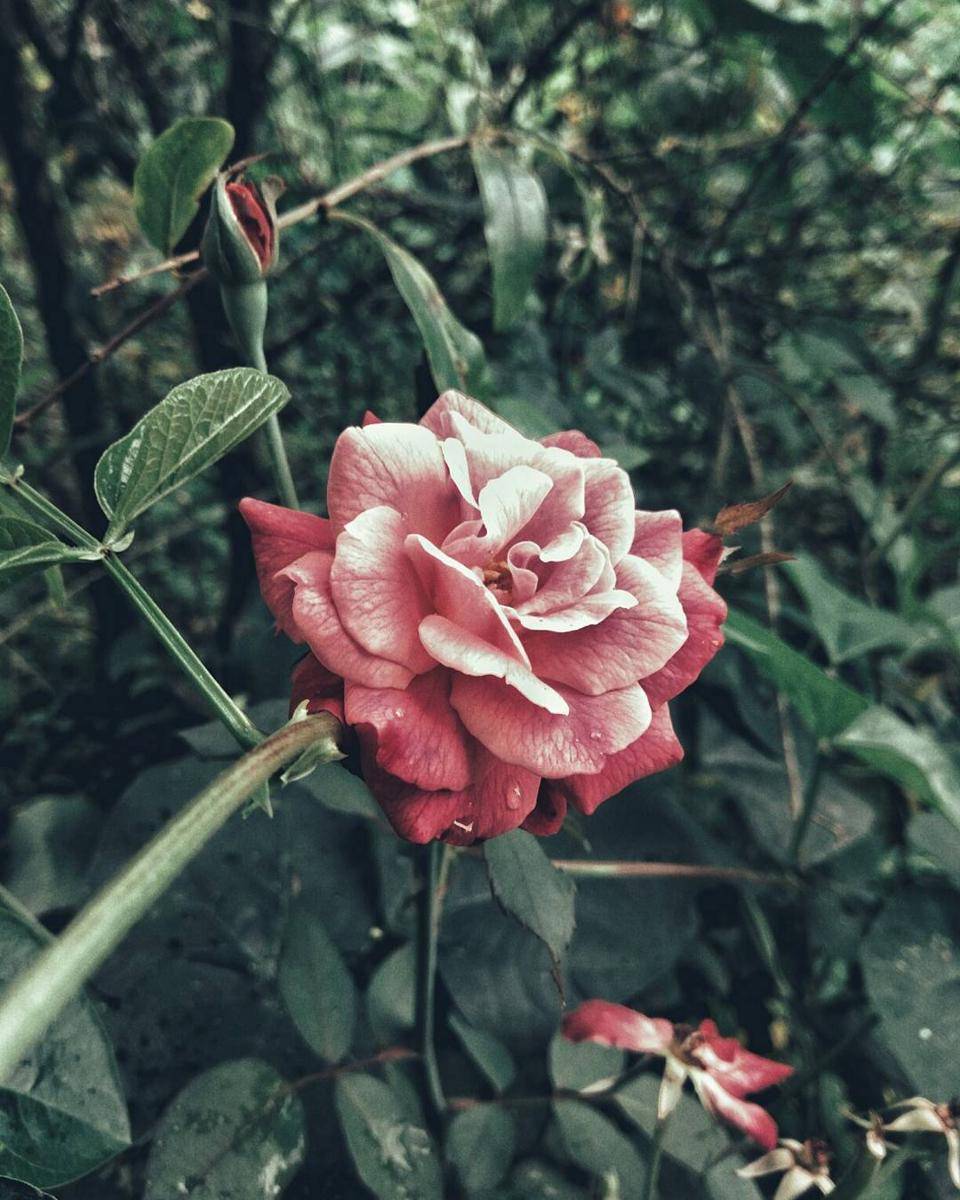 https://cdn.idntimes.com/content-images/post/20170728/snapseed-7-68a063d52e699047264e40f2b2b737dc.jpg