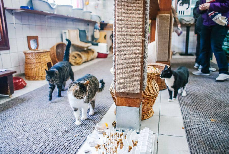 https://cdn.idntimes.com/content-images/post/20170814/the-cat-boat-a-shelter-for-cats-on-a-barge-in-amsterdam-31-49cbe70a8699b23591b22e3b997a66d5.jpg