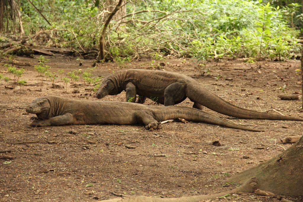 https://cdn.idntimes.com/content-images/post/20170815/two-komodo-dragons-a732918e50bb0c47d606ba7dfa840500.jpg