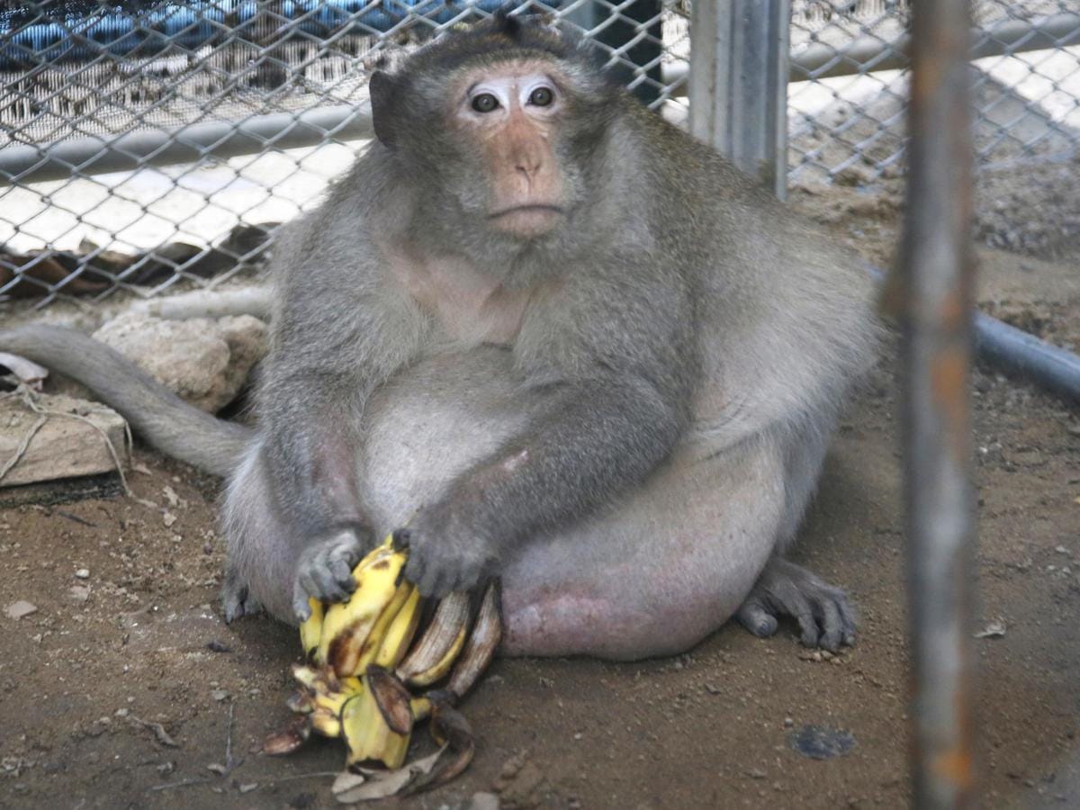 https://cdn.idntimes.com/content-images/post/20170520/uncle-fat-obese-monkey-e482e8a15e7802feedcb0e9208bac1da.jpg