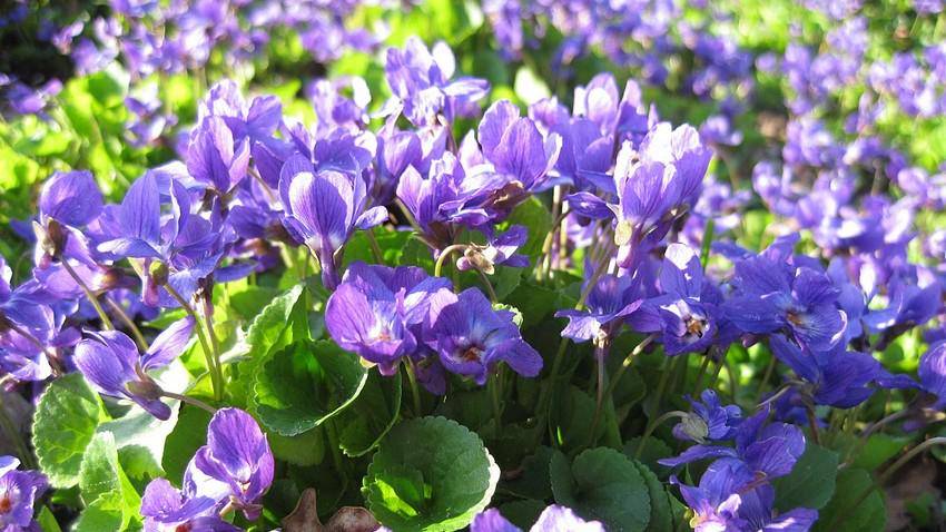 https://cdn.idntimes.com/content-images/post/20170816/violet-tipdisease-cf1460e04b1c04c727a4578498757668.jpg