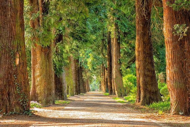 Avenue, Trees, Tree lined image