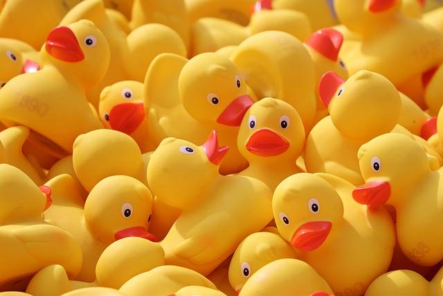 Duck, Ducklings, Bird image