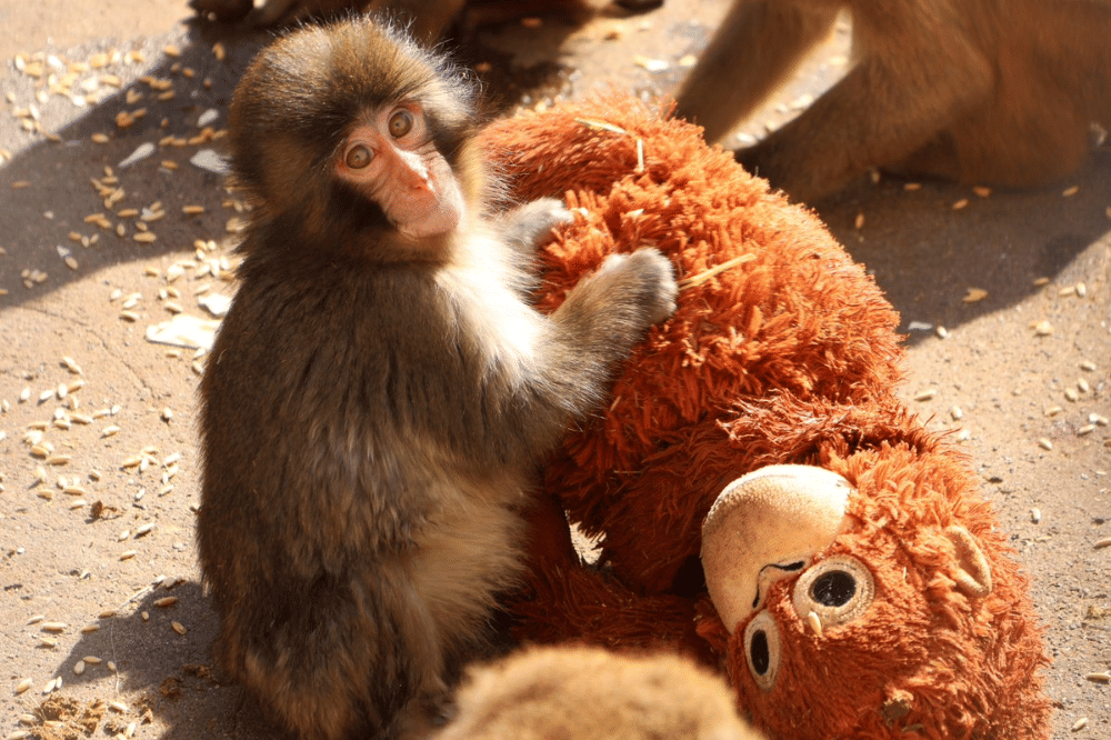 Bos IKEA Jepang Jenguk Punch si Monyet Viral, Donasikan Boneka